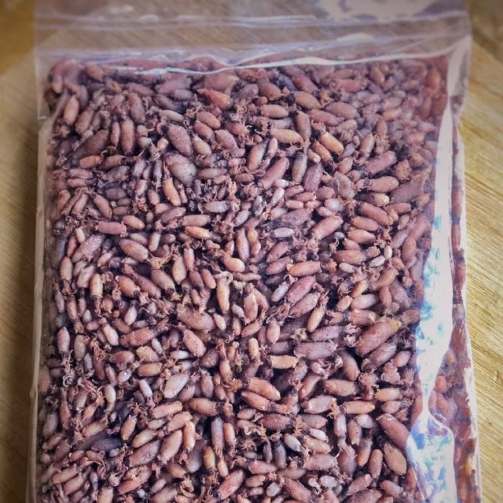 

CUMI ASIN KERING PREMIUM