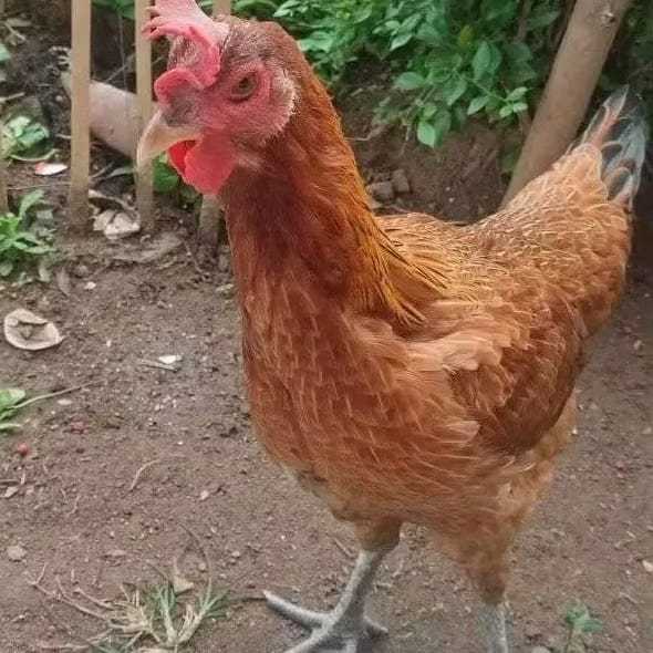 Telur Tetas Ayam Pelung Asli Original Siap Untuk ditetaskan Beli 3 gratis 1