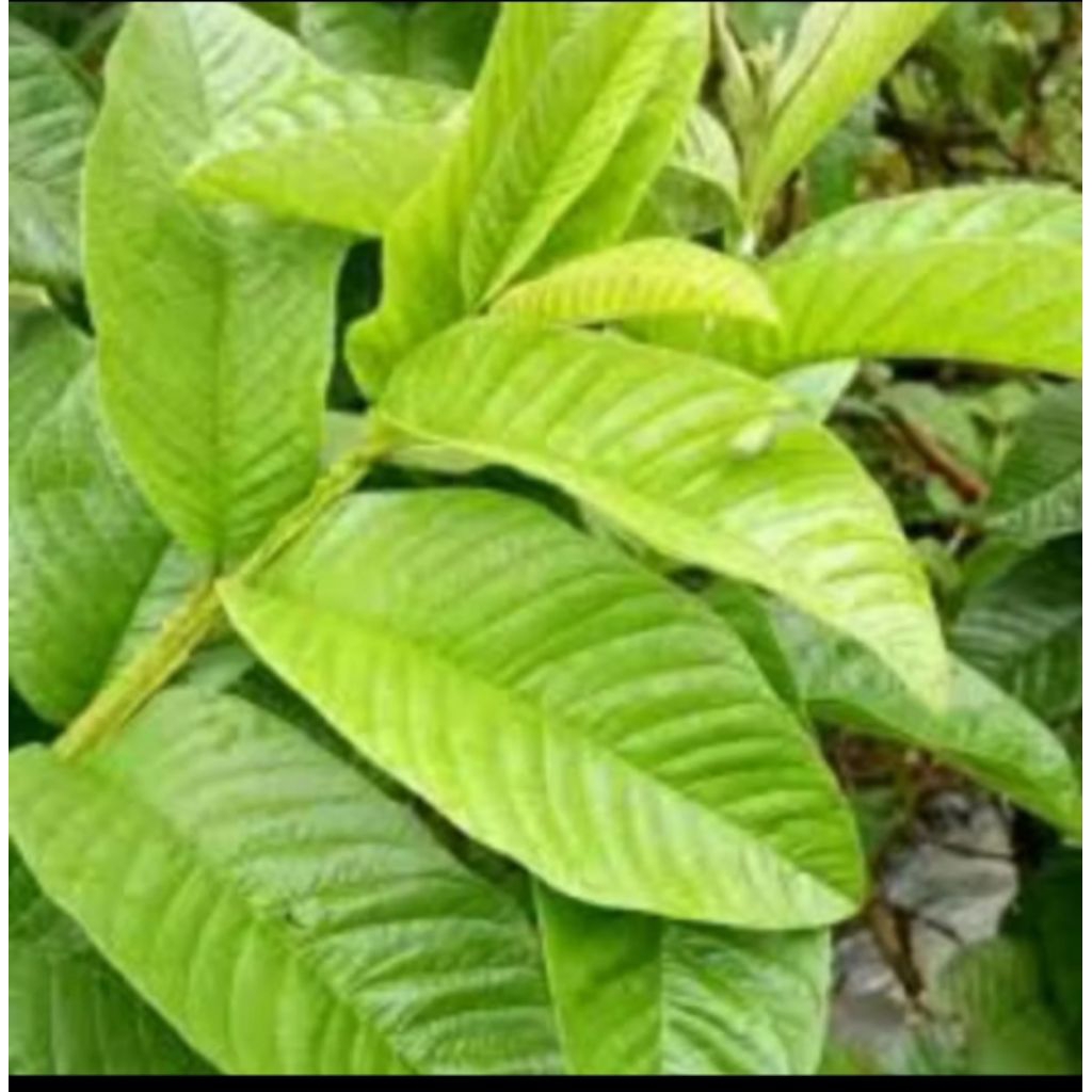 

DAUN JAMBU BIJI PUCUK JAMBU BIJI FRESH 250GRAM, OBAT HERBAL TRADISIONAL