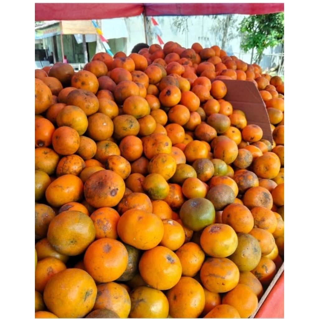 

jeruk manis 1 kg