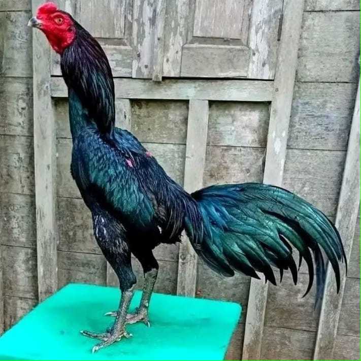 Telur Ayam Pakhoy Maneedaeng X Blackbull Full Brakot - Ayam Bangkok Import - pakoy import - Telur Pa