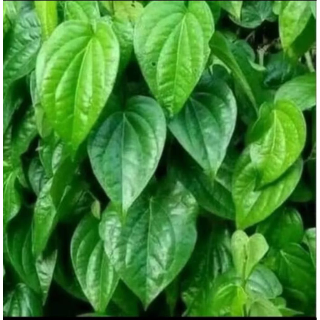 

daun sirih segar herbal di petik langsung sebelum di kirim 100 lembar