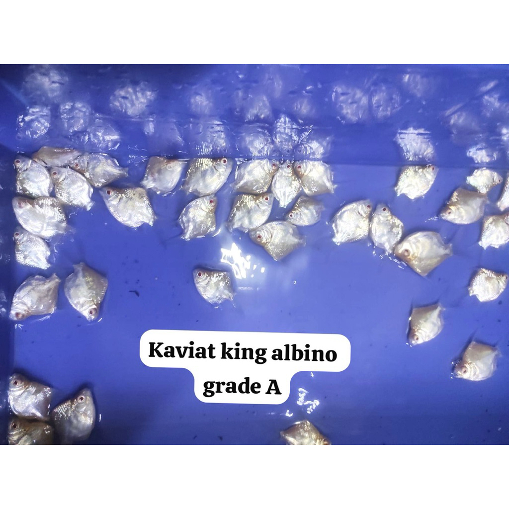 

stiker king ijo & albino