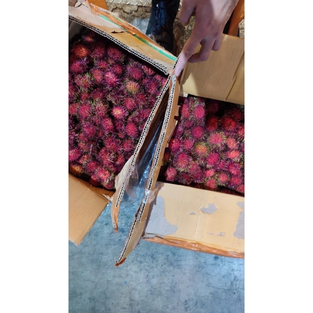 

Rambutan Binjai 1 kg