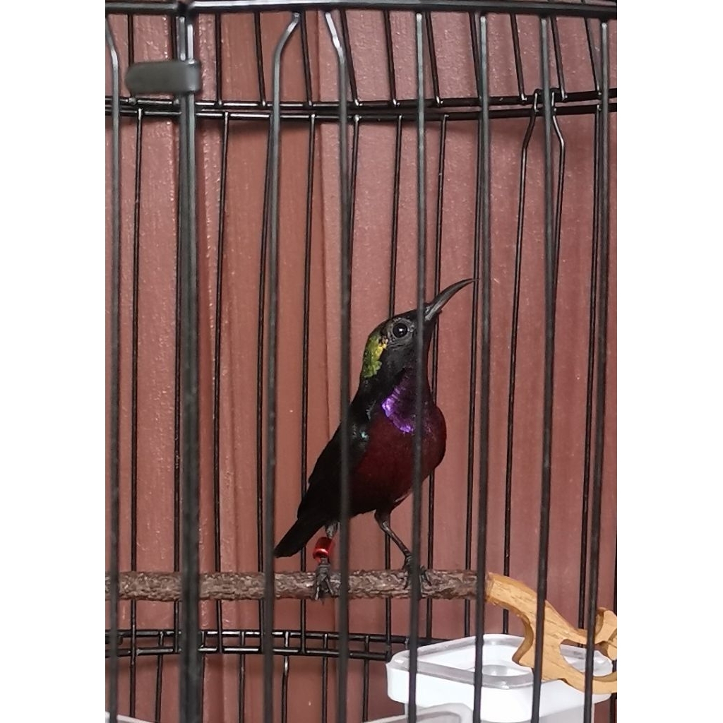 Konin Kolibri ninja Fullset