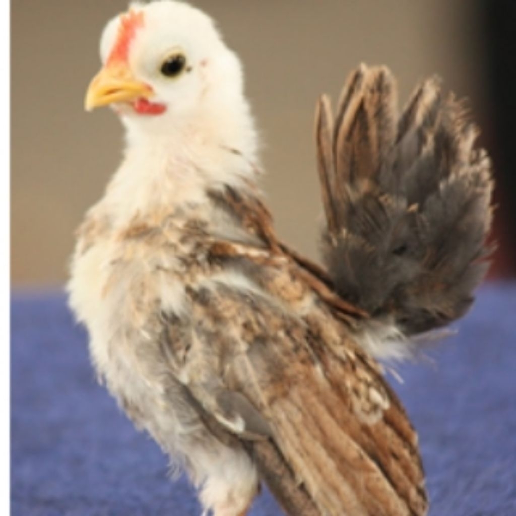 AYAM SERAMA ANAK SERAMA | Ayam Kate