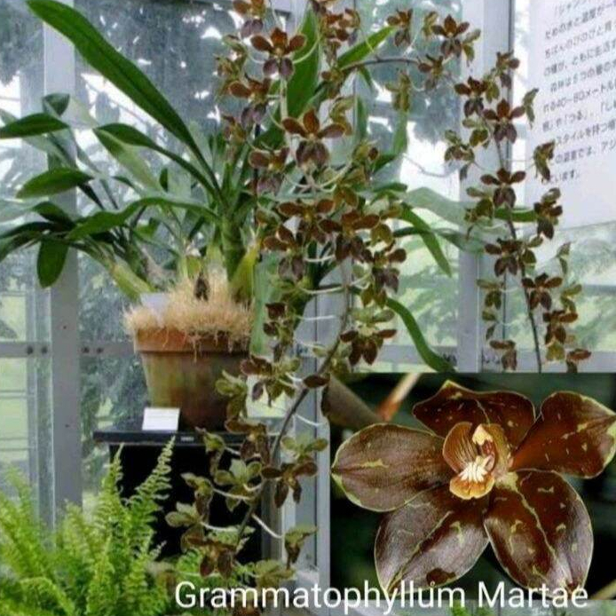 Anggrek Grammatophyllum martae seedling spesies