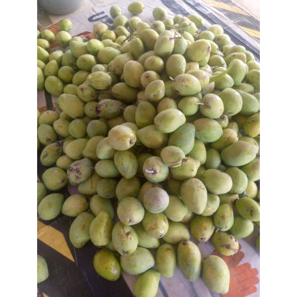 

mangga indramayu harum manis dll