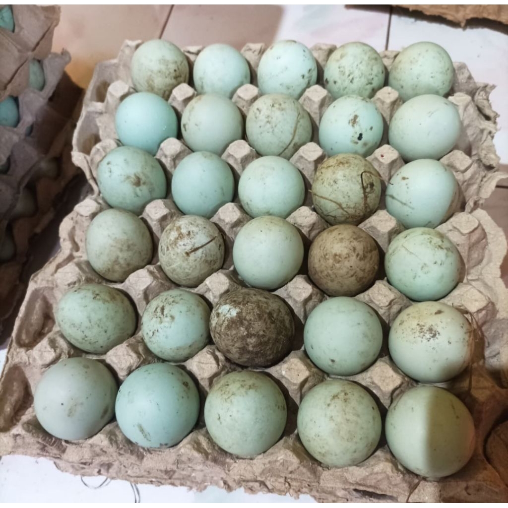 

telurbebekasinmentah