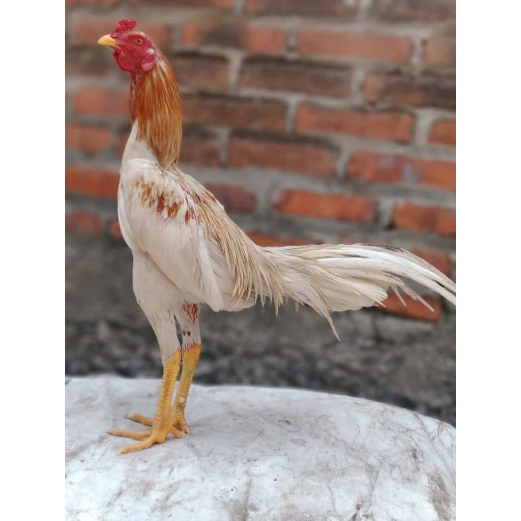 PITIKAN AYAM PLUCKER