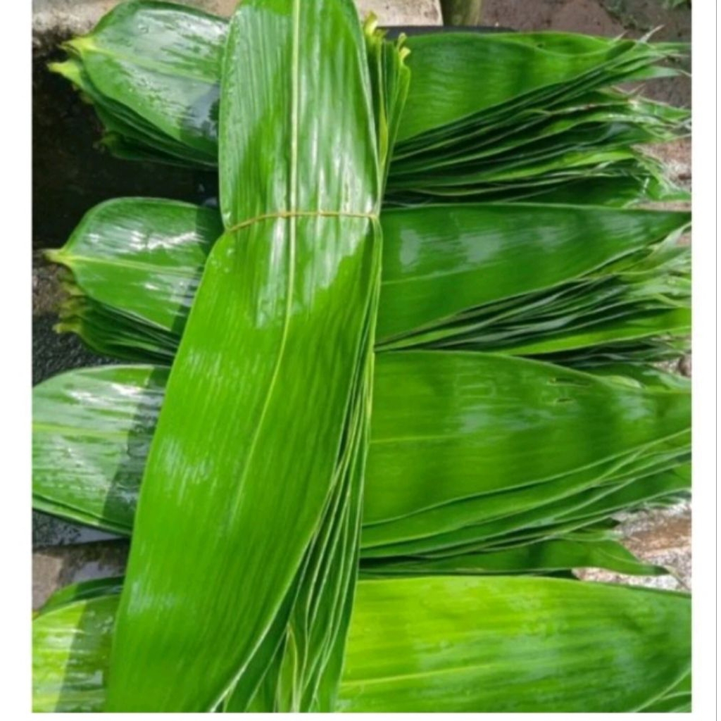 

daun bambu bagus 1ikat isi 50