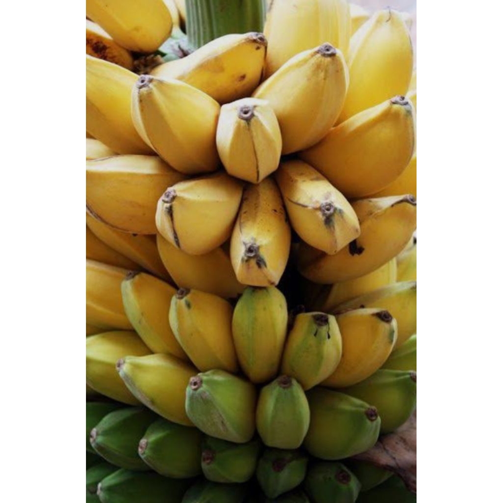 

Buah pisang kepok/manurun