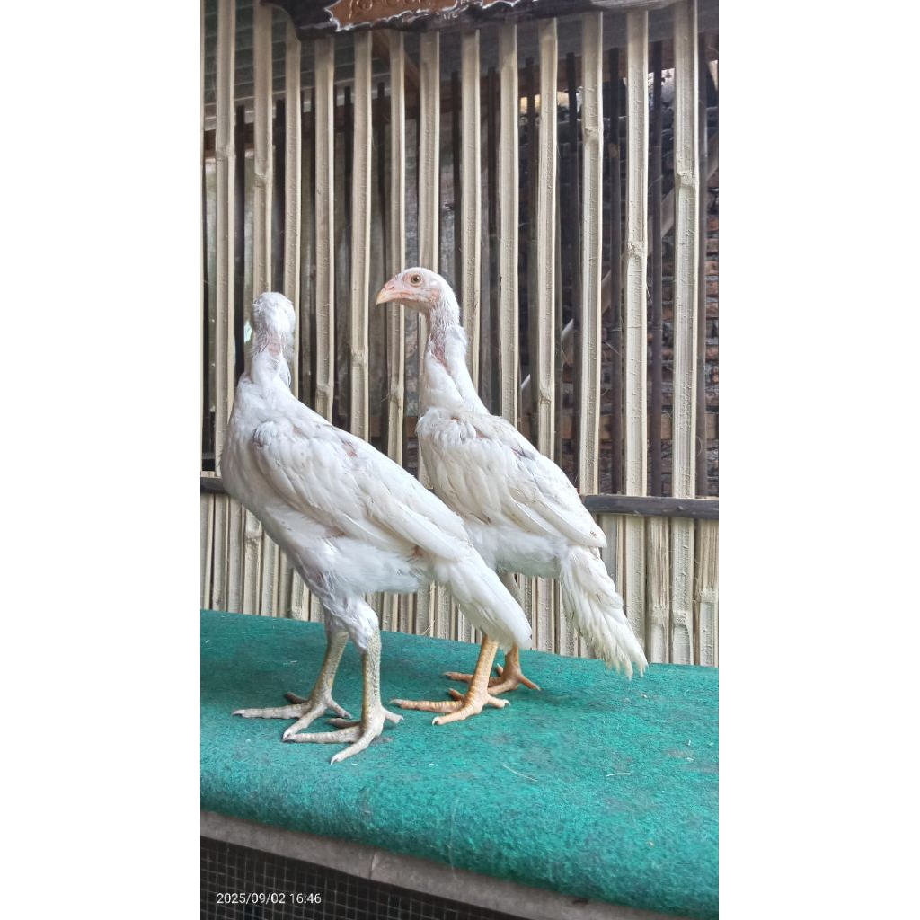 Pakhoy White King 2Bulan Sepasang