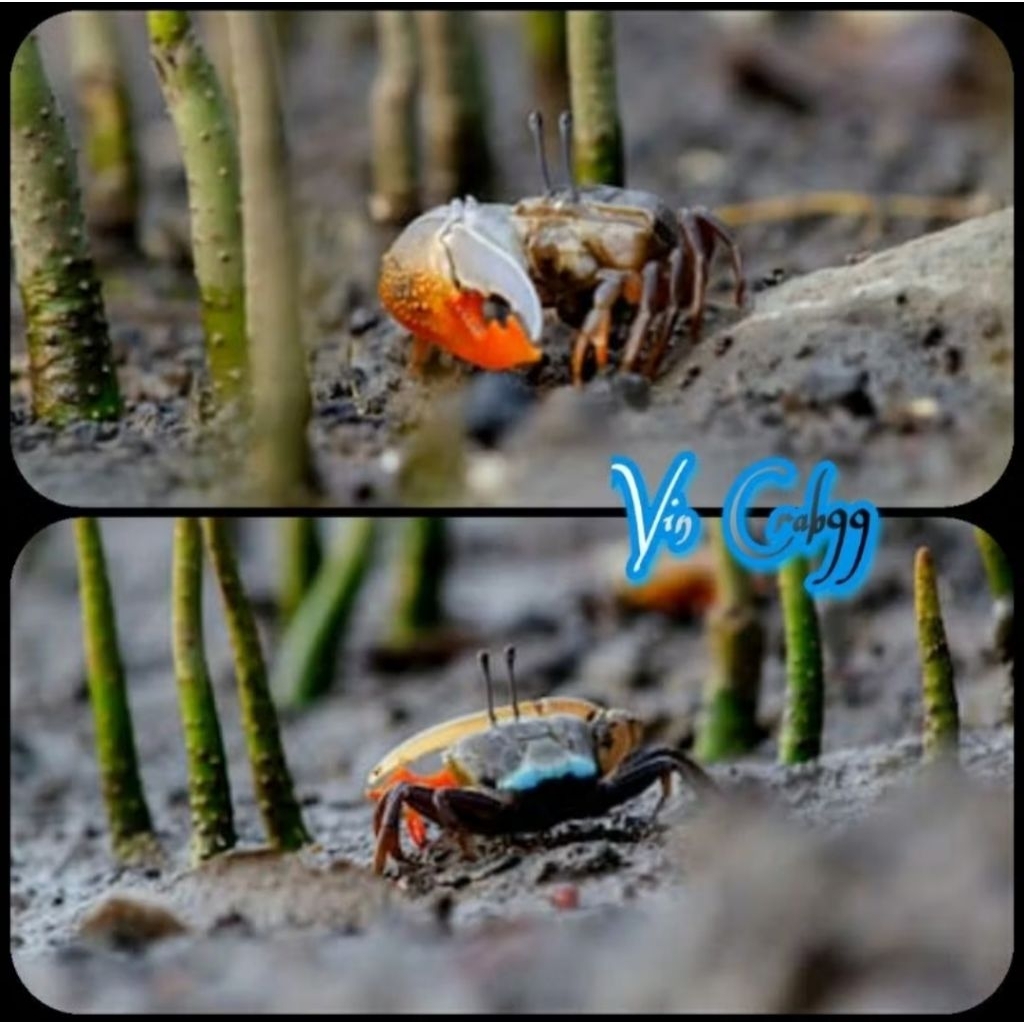 

Kepiting Hias Mini Tawar (Fiddler Crab)
