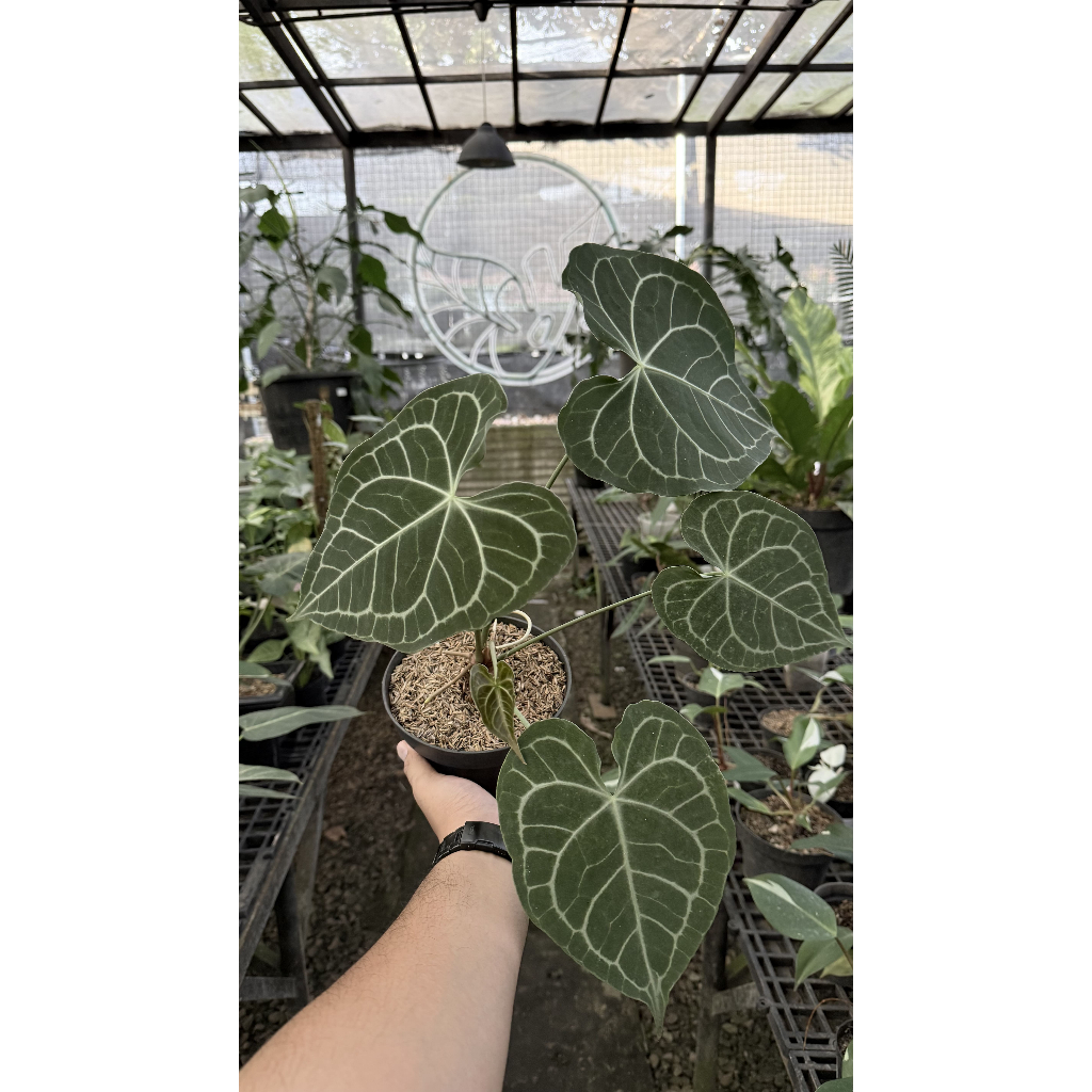 Tanaman Hias Anthurium Queen Clarinervium Premium