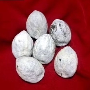 muncang aduan pedang jawa merapi