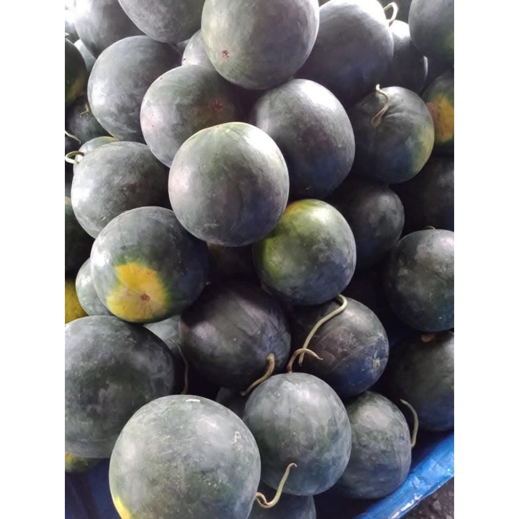 

Buah Manis dan Segar SEMANGKA MERAH NON BIJI