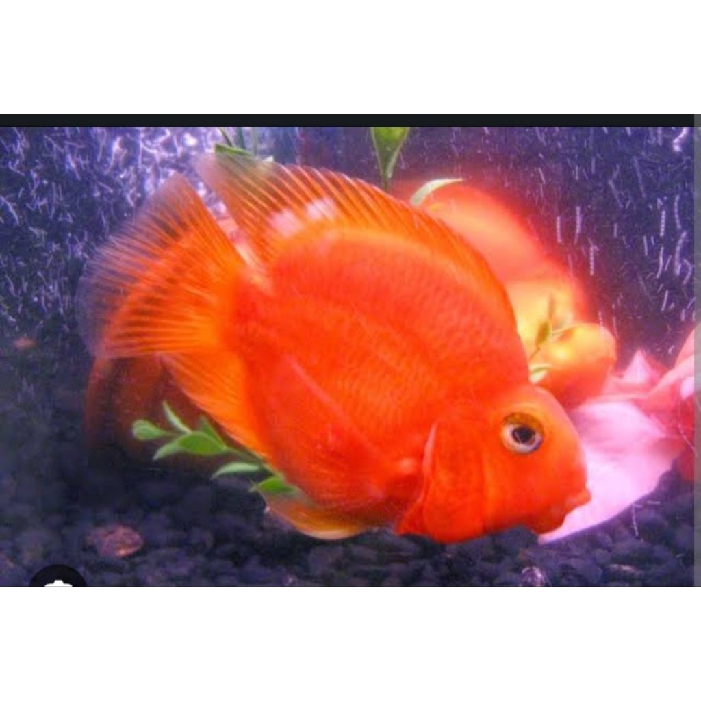 

kardus packing isi Rec Perot size 2 jari