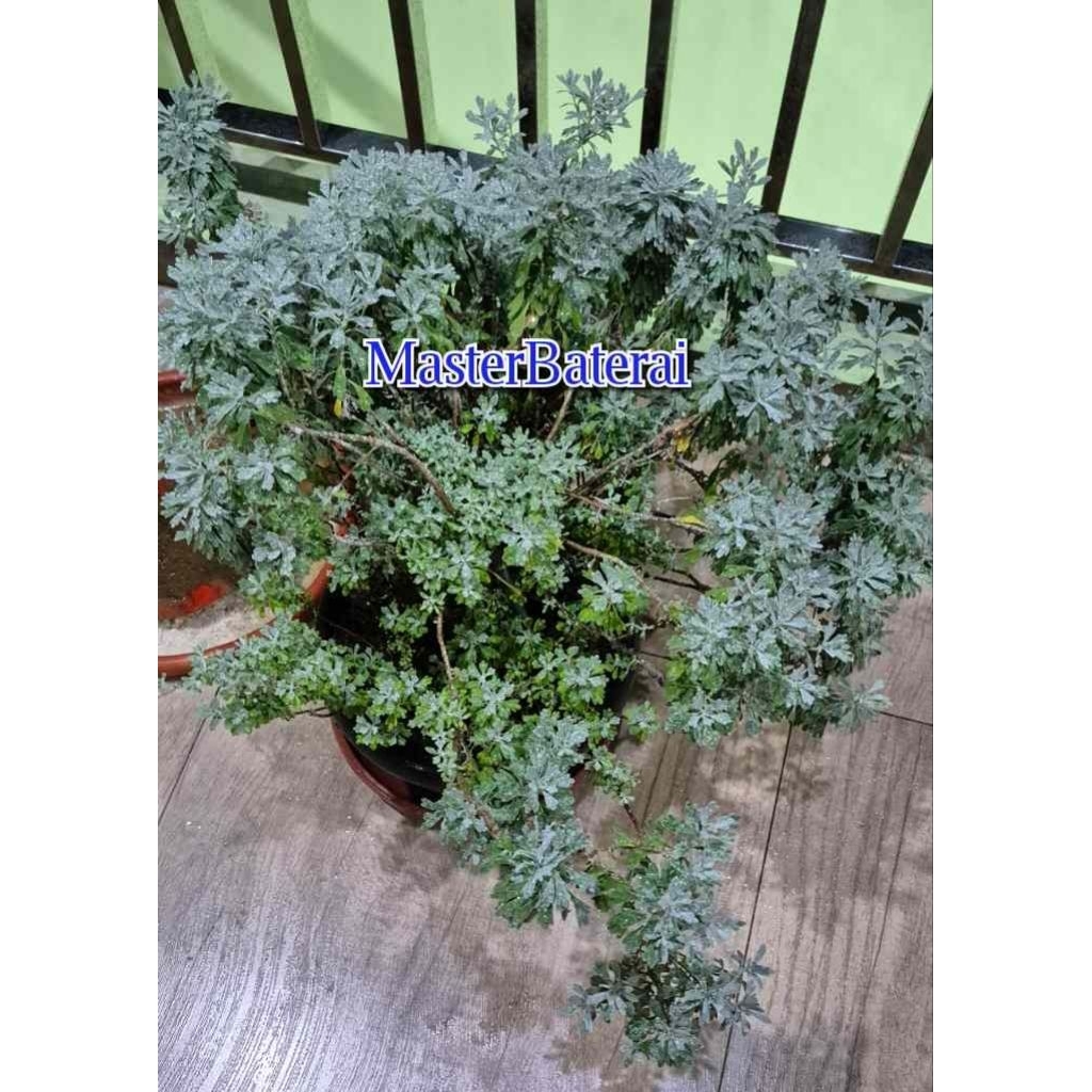 PROMOSI  Beli 3 Free 1pot kecil, 5 free 2 pot kecil Benih Puyong Daun lebar Super Mekar segar Bibit 