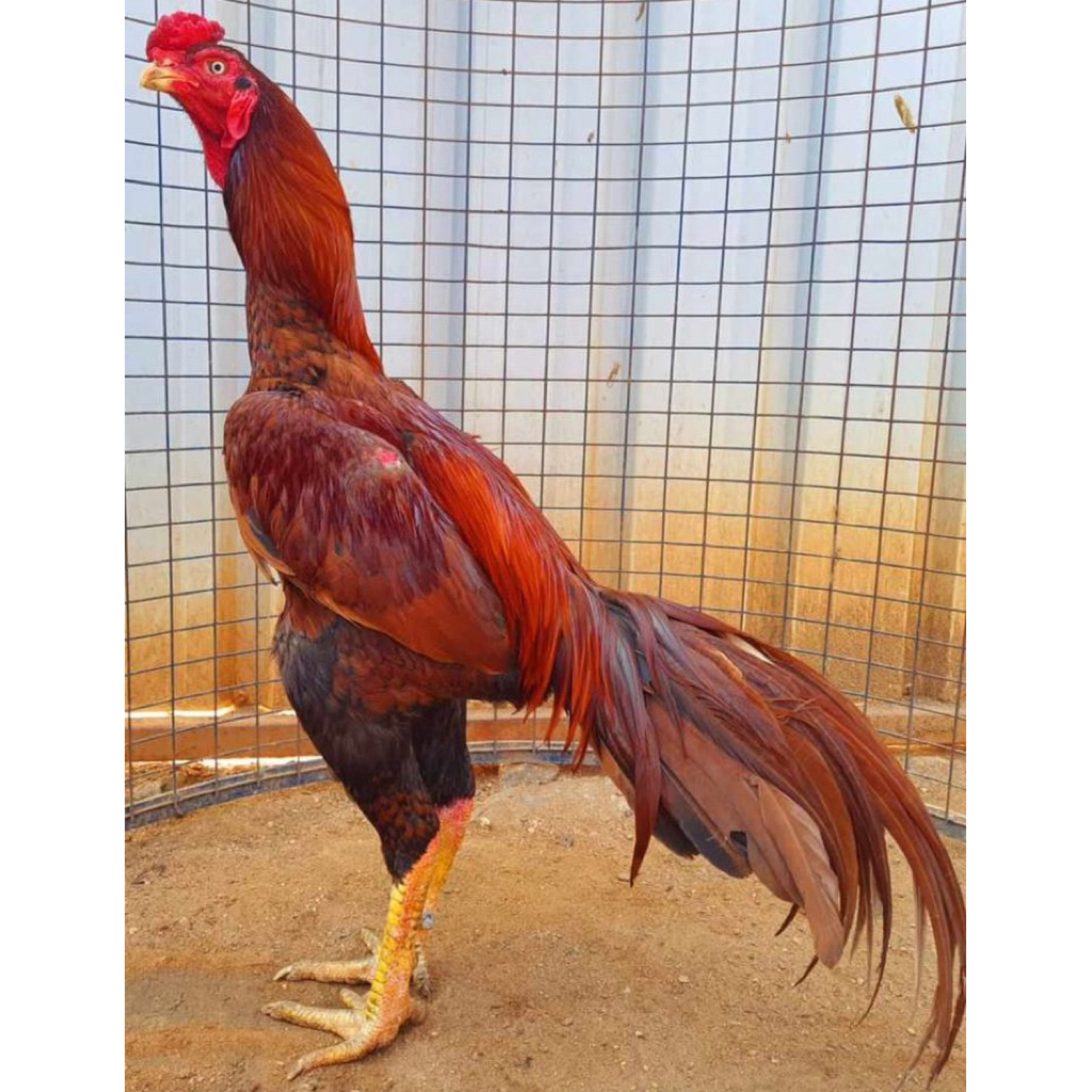 

telur ayam bangkok wangkas jumbo petarung