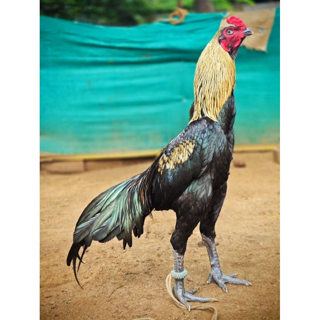 

telur ayam bangkik wiring speed siap ditetaskan