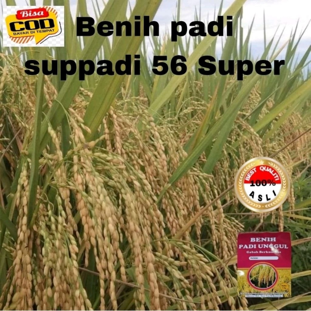 BENIH PADI SUPPADI 56 SUPER UNGGUL KUALITAS 5kg