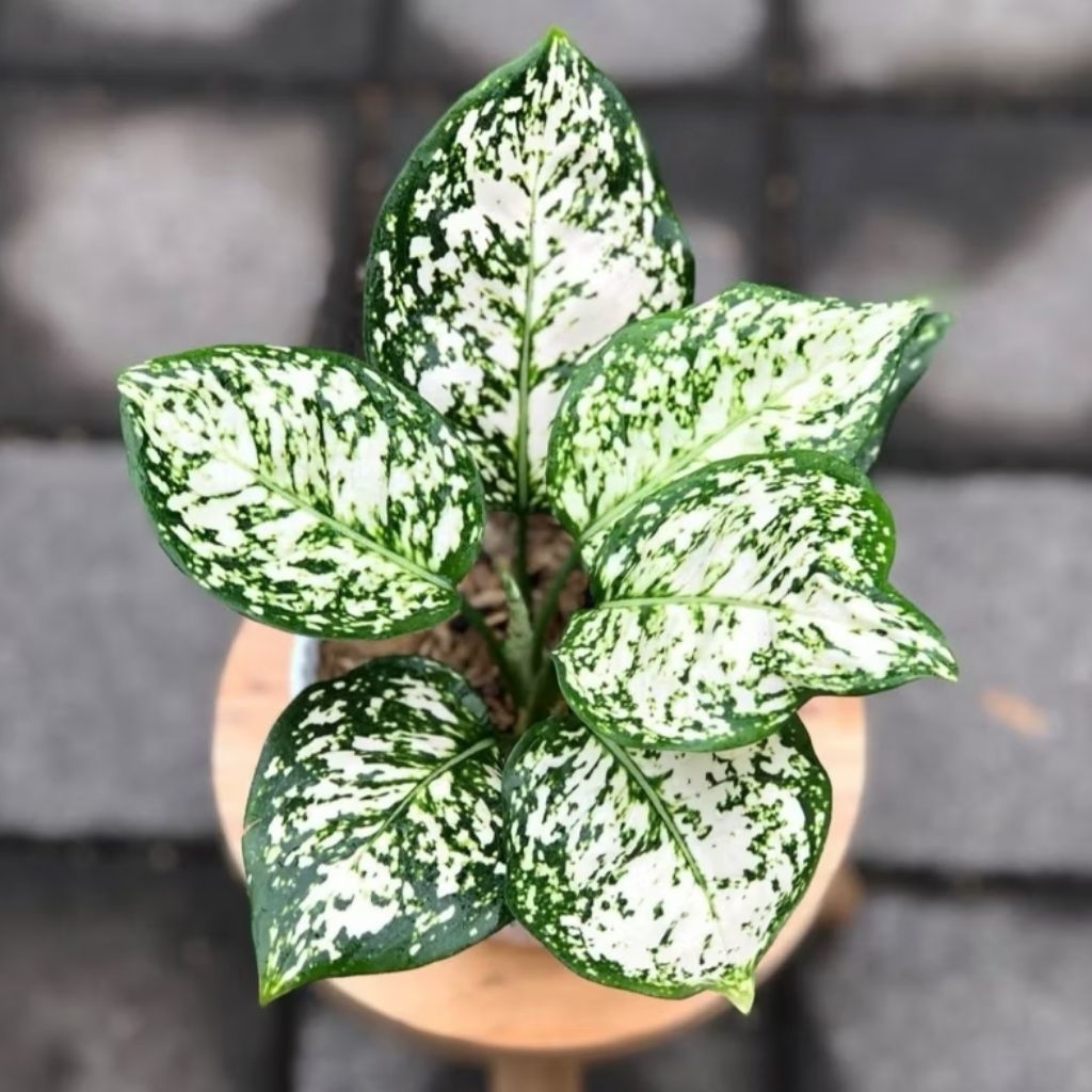 Tanaman hias aglonema dud white - tanaman aglonema dud white