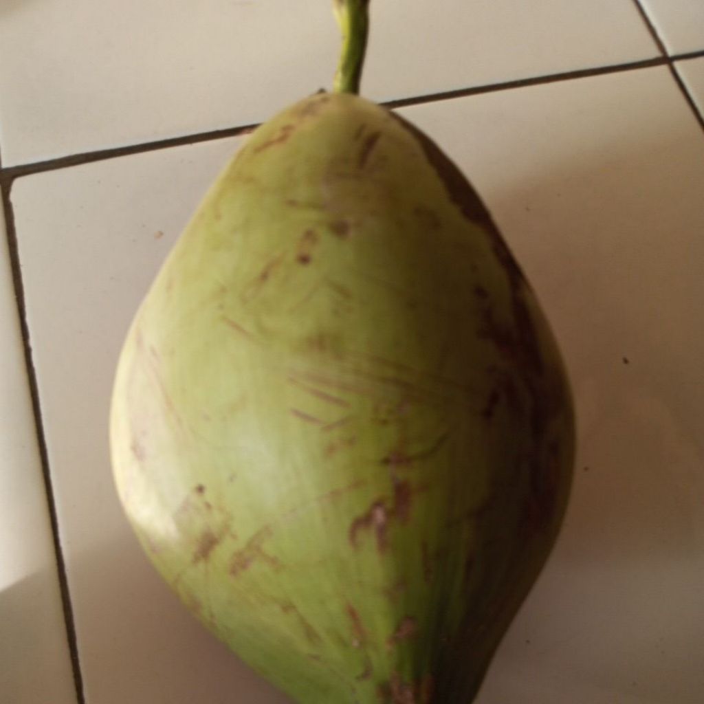 

kelapa tunggal dari baduy banten buat obat stok sedikit