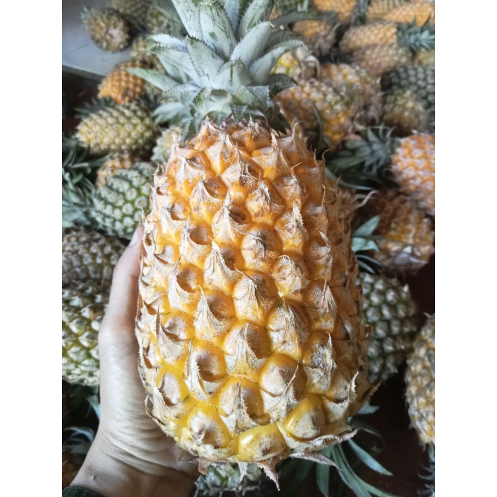 

nanas madu Kelud grad A