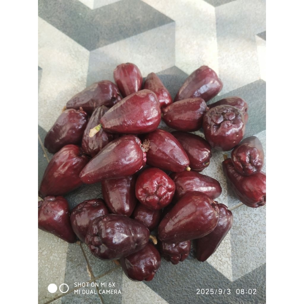 

Jambu dersono asli,ukuran kecil dan sedang ,tapi sudah tua dan manis jambu air Darsono,bukan jenis Jamaika ,jambu dersono murah fresh dari kebun sendiri 1 kg