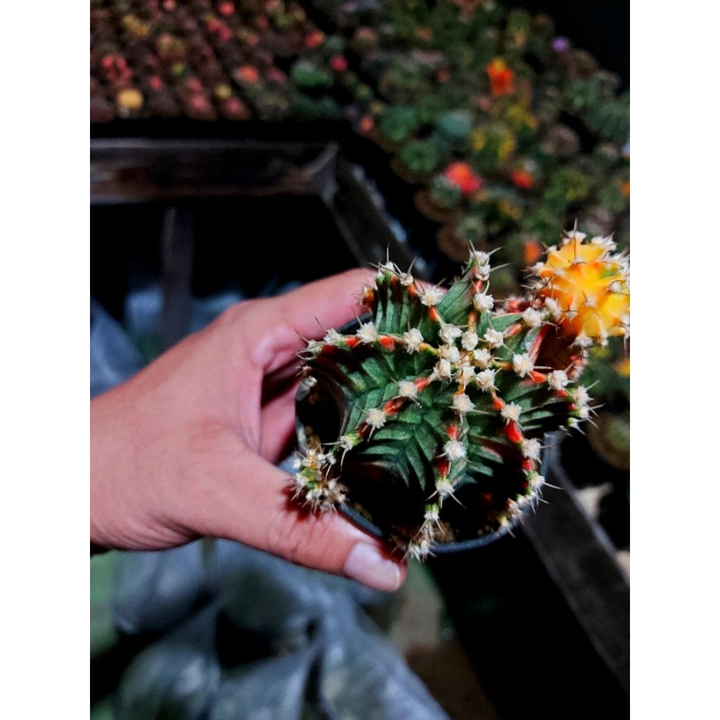 gymno miha starfire size indukan on pot 8