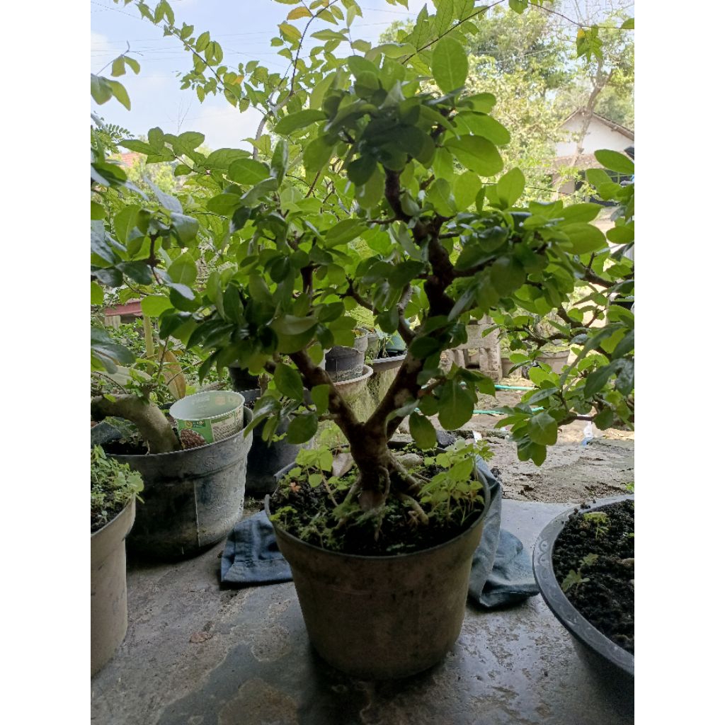 bonsai sianci setengah jadi ukuran small