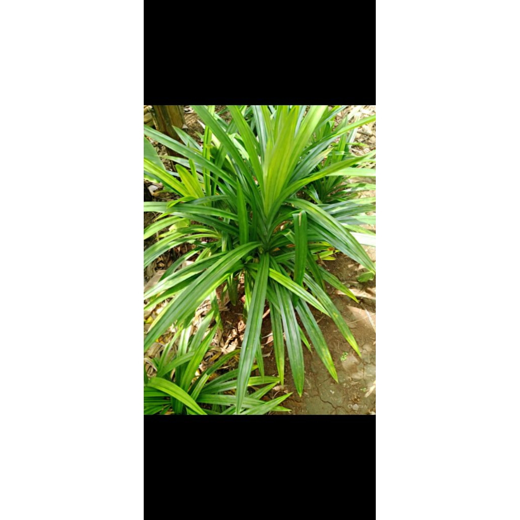 

daun pandan perbiji fresh dan berkualitas