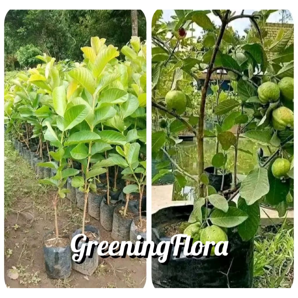 Bibit Jambu Kristal Okulasi bibit jambu kristal tanpa biji bibit jambu kristal putih