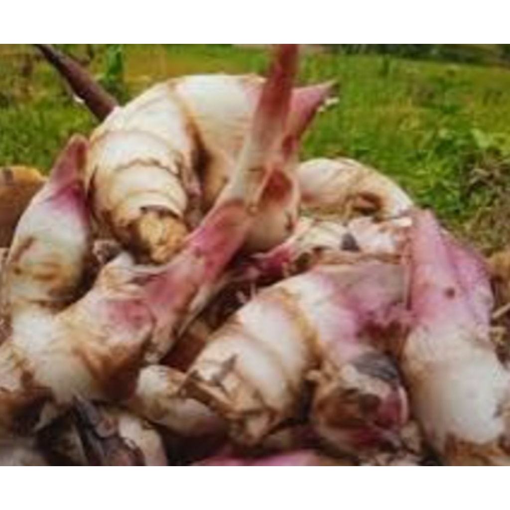 

umbi ganyong/semidro 1kg