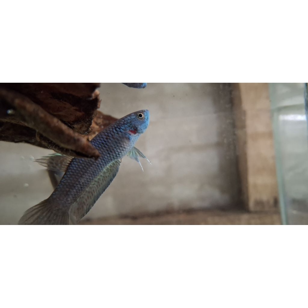 wild betta antuta 8 cm (reject)