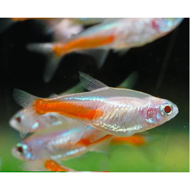 paket aquarium 4pcs albino neon tetra (isi 4)