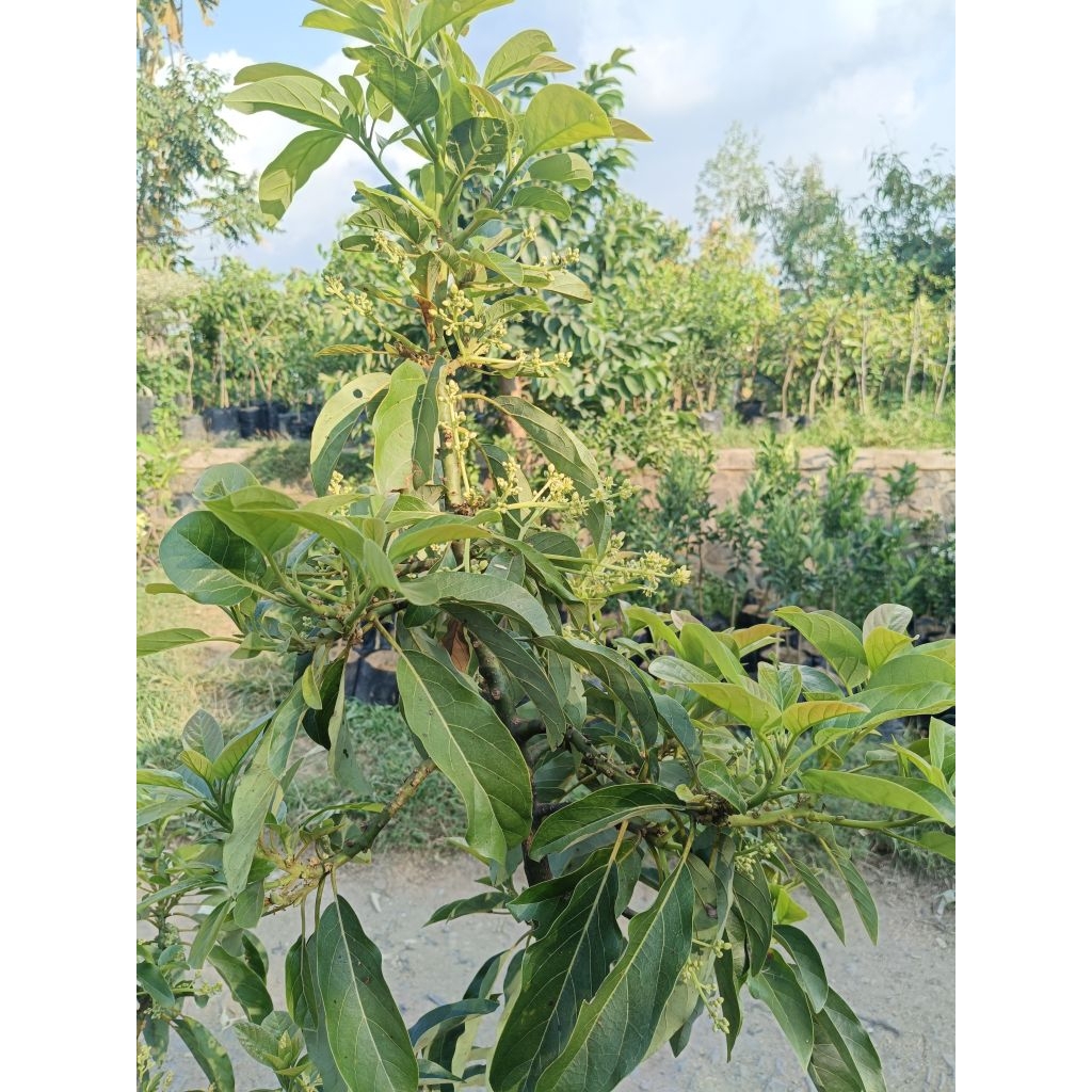 bibit alpukat  berbunga