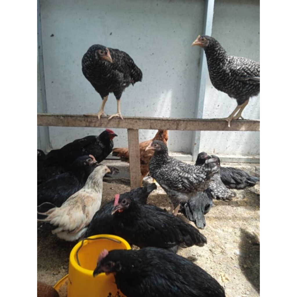 AYAM KUNTARA 4 ORI ( 1 jantan 4 betina) USIA 3 BULAN SEHAT