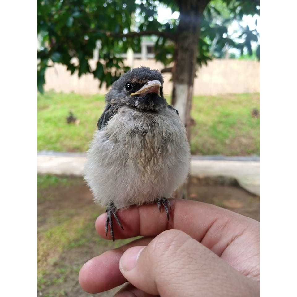 Lolohan Kekep Babi Untuk FF Jinak Total