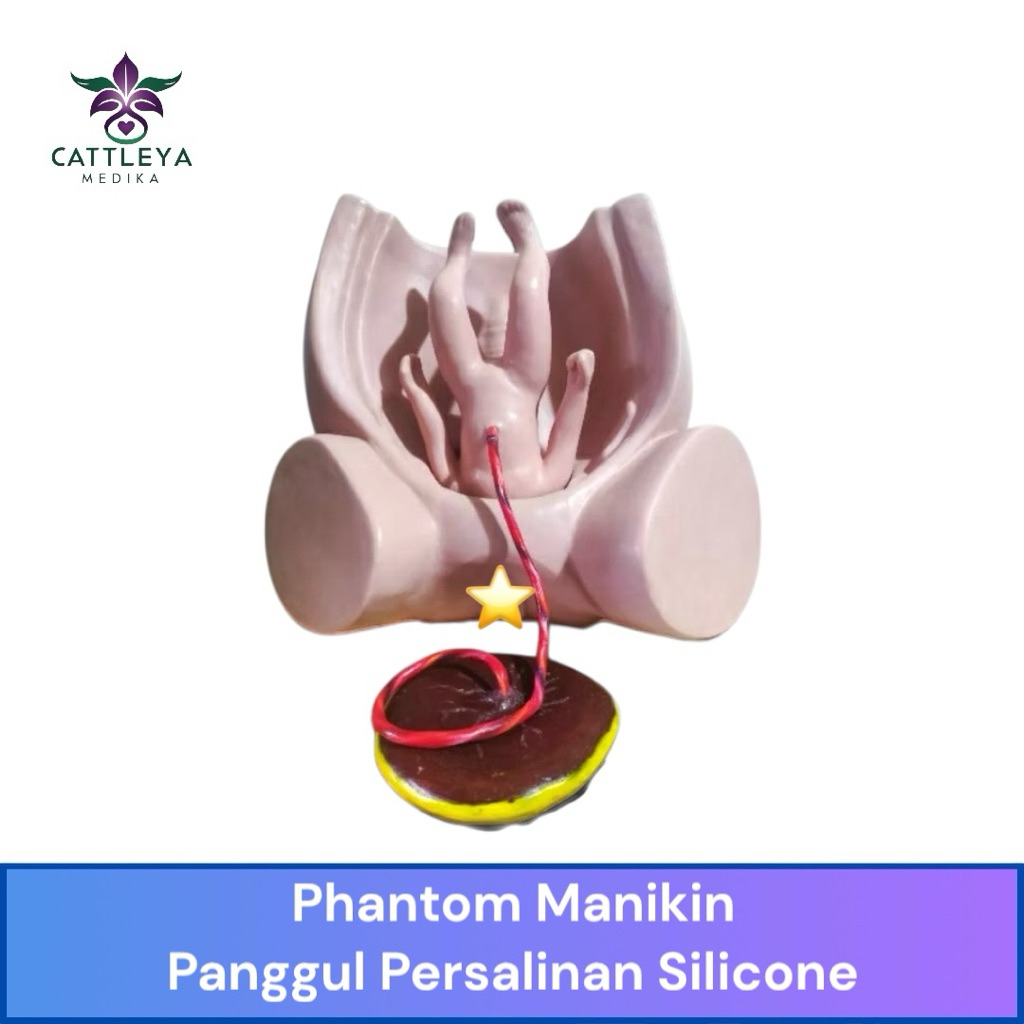 Phantom Manikin Panggul Persalinan Plasenta lokal / Manekin Panggul Melahirkan / Alat Peraga Bayi Pl
