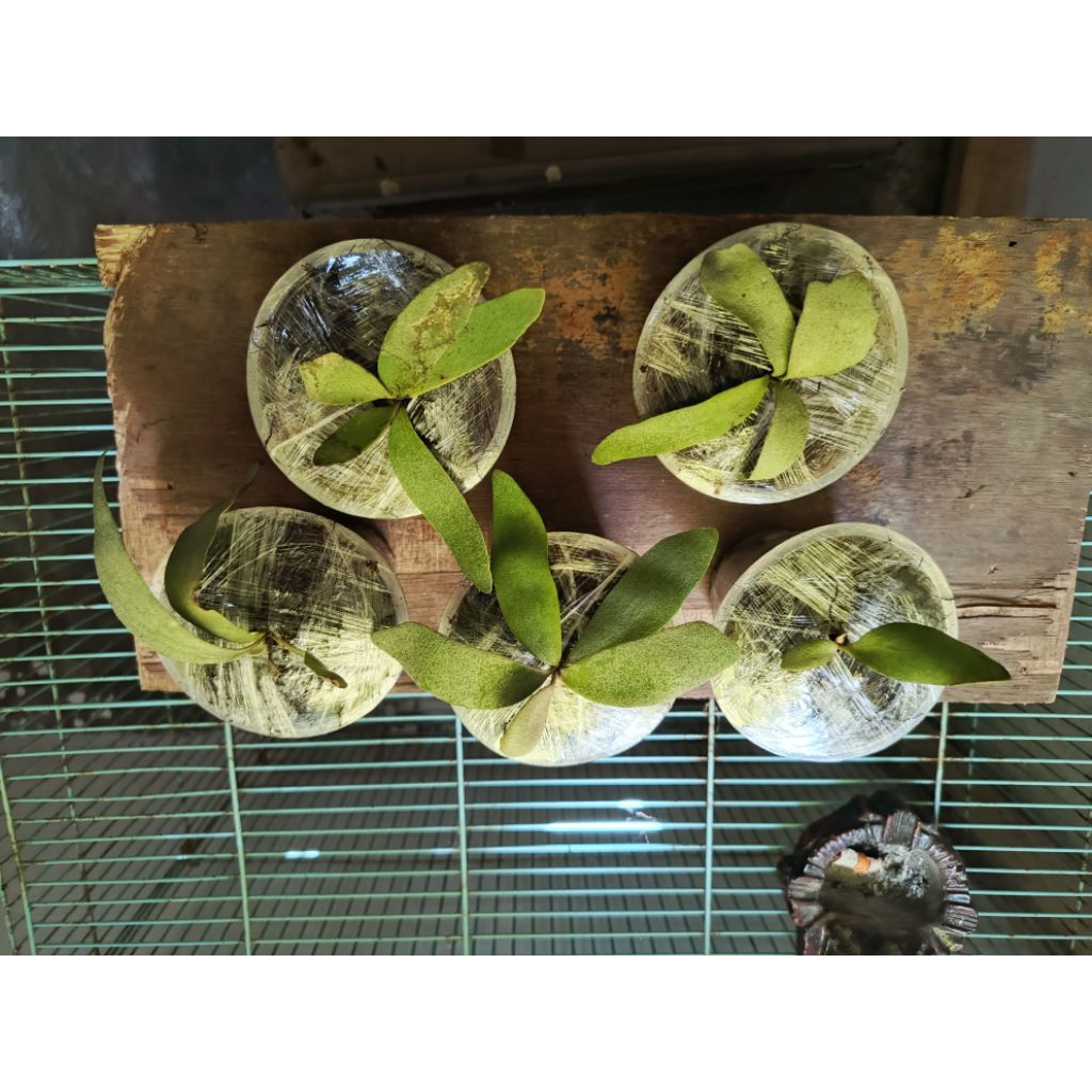 Jual Sepora Alam Bunga Tanduk Rusa