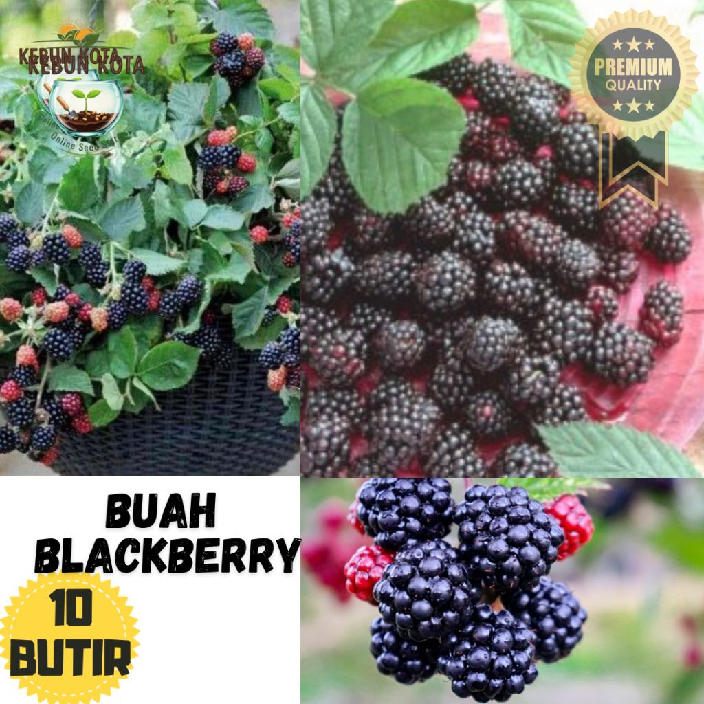 KEBUN KOTA]-Bibit Benih Tumbuhan "buah blackberry" 10 butir