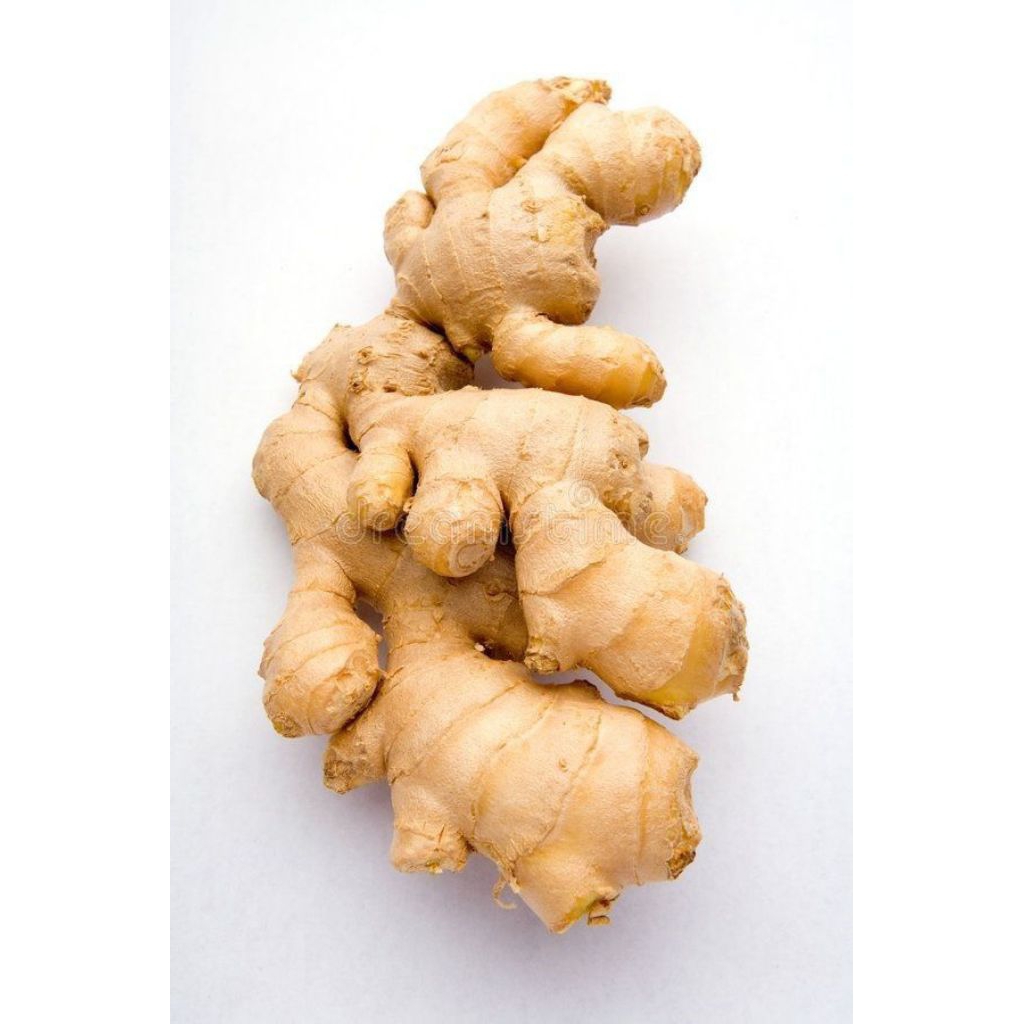 

kunyit putih/temu putih segar