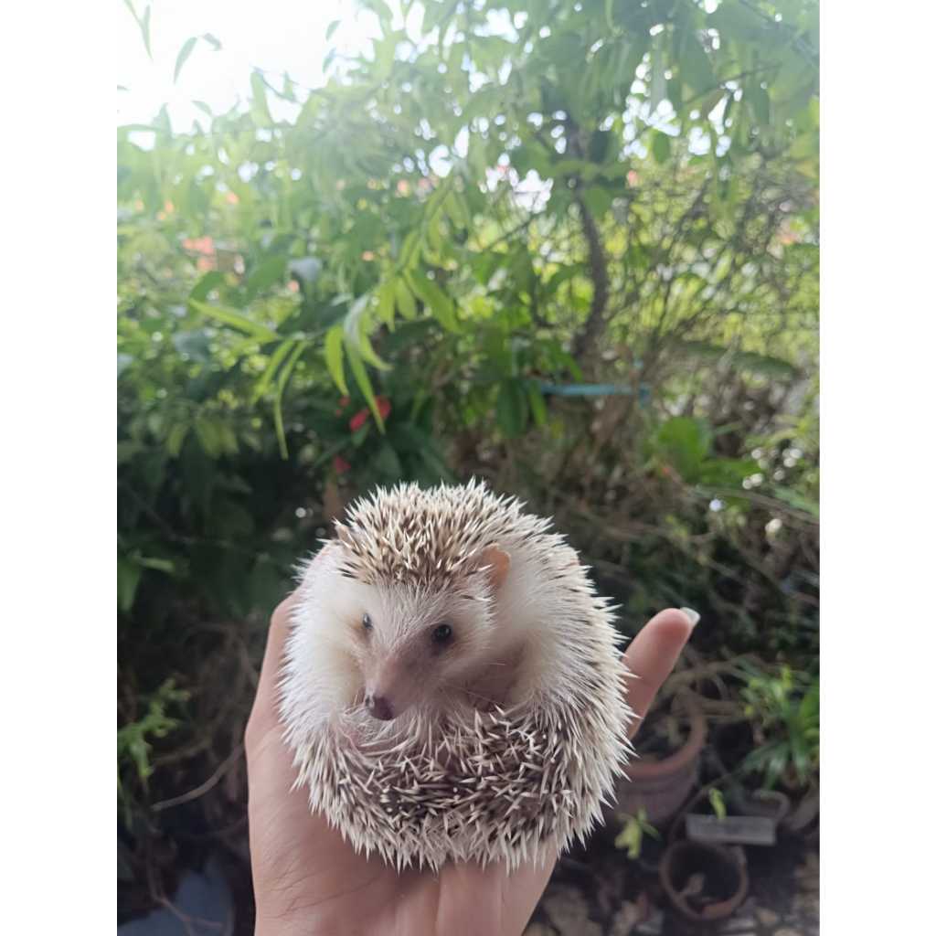 Landak mini indukan pinto