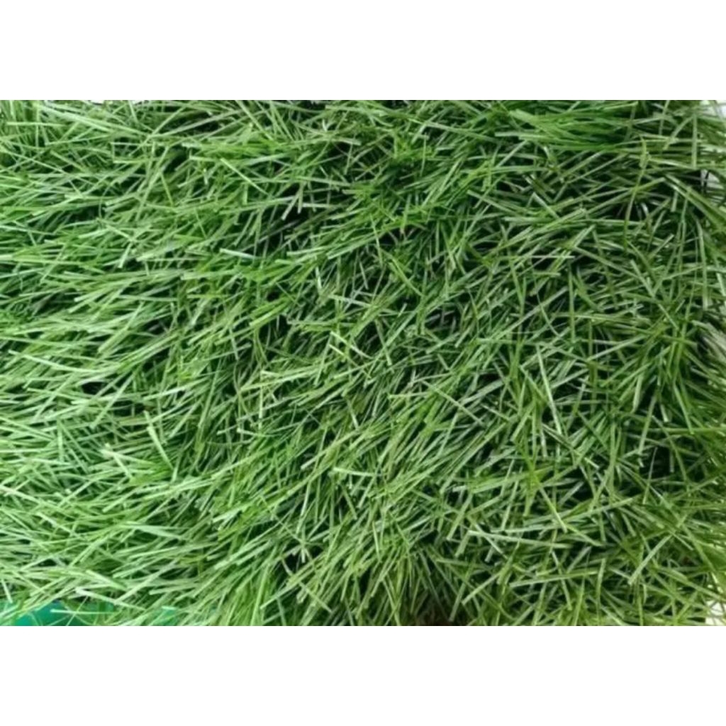 rumput sintetis second kondisi masih bagus 80%