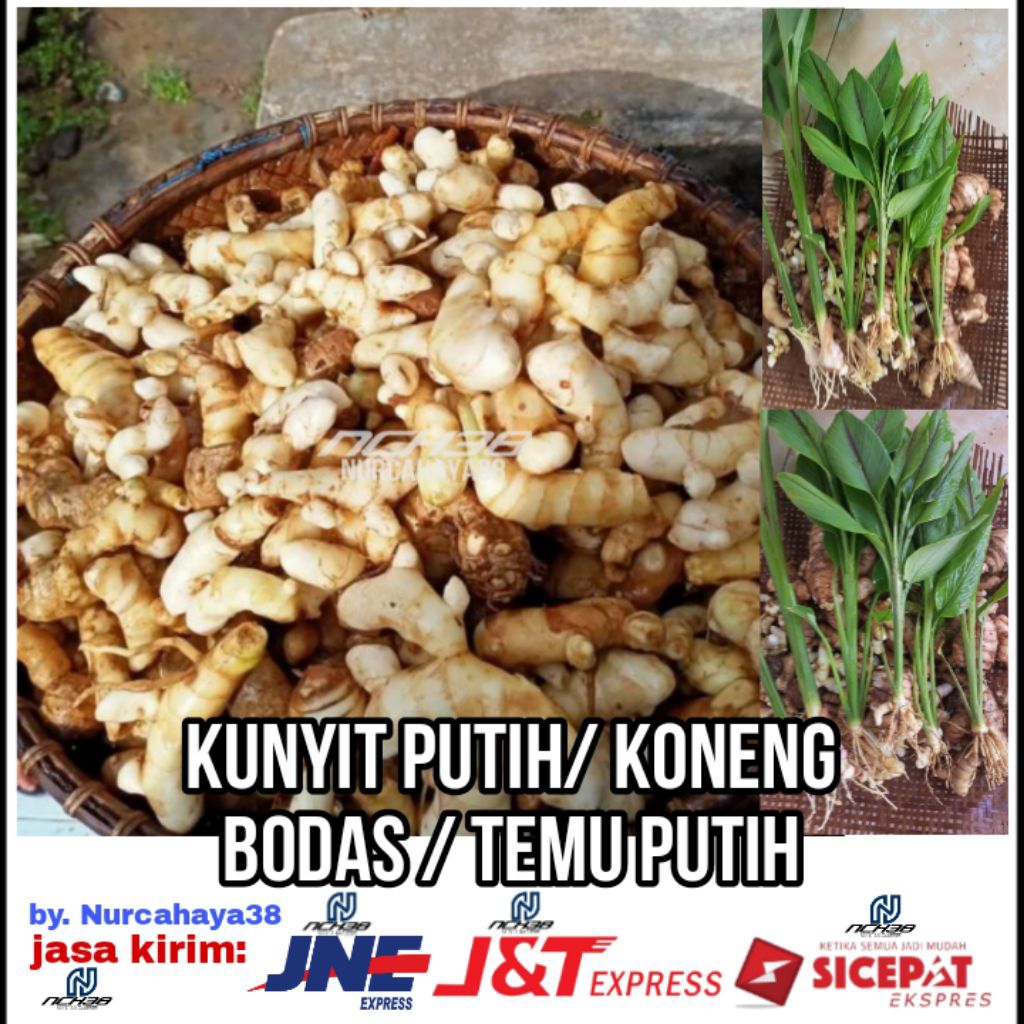 

Kunyit putih segar | temu putih segar | Koneng bodas segar | isi 1 KG