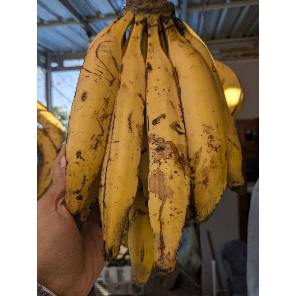 

2 kg pisang tanduk isi 5 - 6 buah
