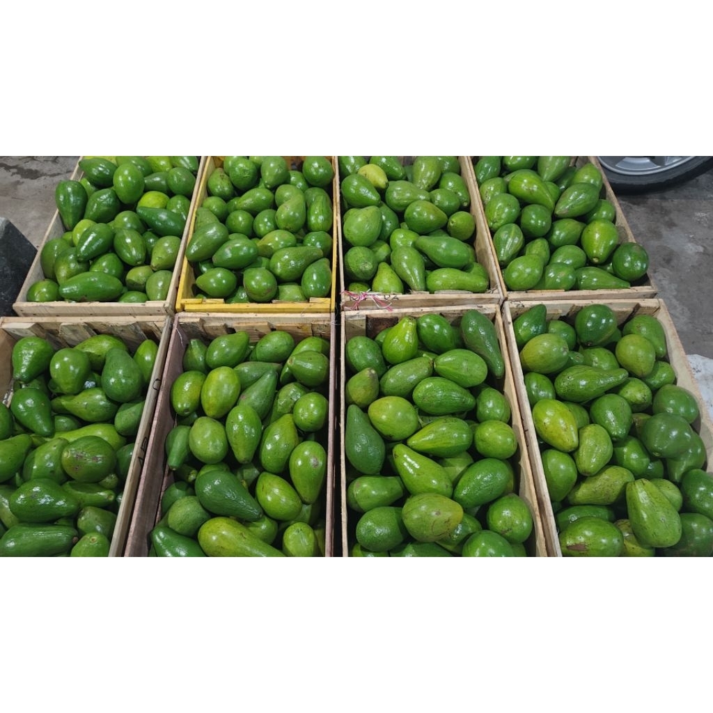 

Alpukat Mentega Super A 0.5 kg