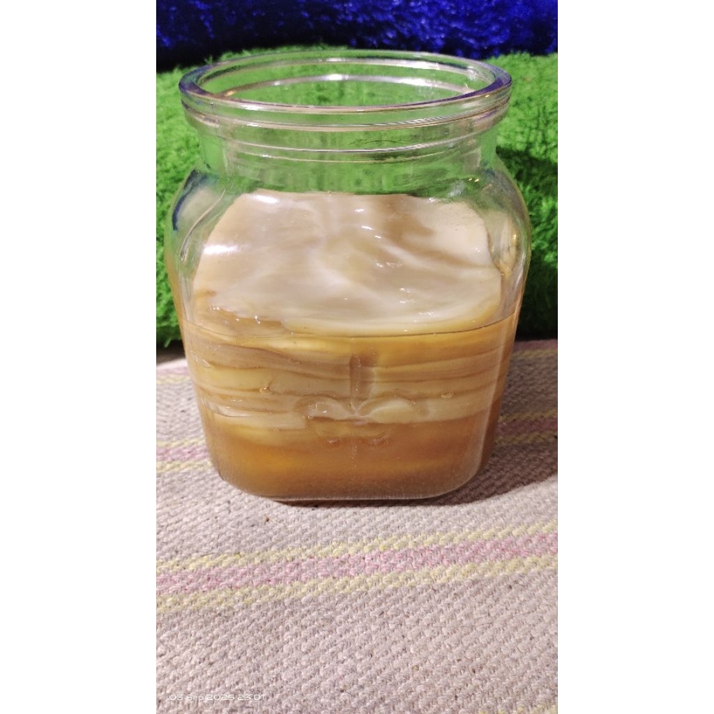 

kombucha scooby premium 12 cm beli 2 free 1random